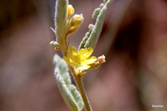 Sida hackettiana