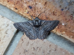 Hypobapta tachyhalotaria