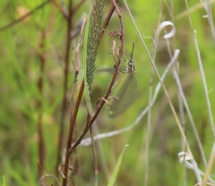 Brachynemurus versutus