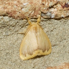 Euproctis fimbriata