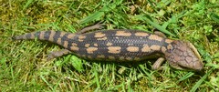 Tiliqua nigrolutea
