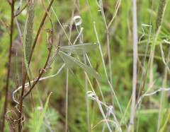 Brachynemurus versutus