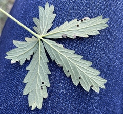 Potentilla recta