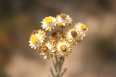 Achyranthemum mucronatum