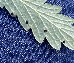 Phragmidium potentillae