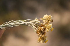 Achyranthemum mucronatum