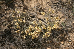 Achyranthemum mucronatum