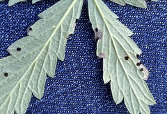 Phragmidium potentillae