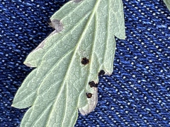 Phragmidium potentillae