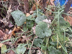 Erysiphe cruciferarum