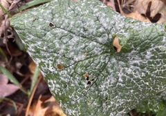 Erysiphe cruciferarum