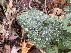Erysiphe cruciferarum