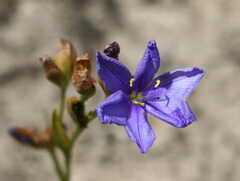 Aristea racemosa