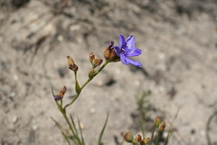 Aristea racemosa