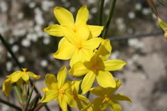 Bobartia longicyma