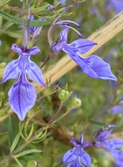 Teucrium procerum