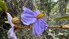Solanum incanum