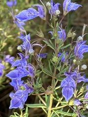 Teucrium procerum