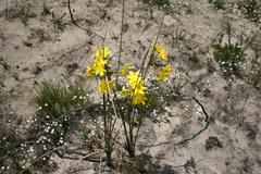 Bobartia longicyma
