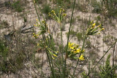 Bobartia longicyma