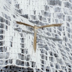 Stenoptilia zophodactylus