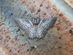 Hypobapta tachyhalotaria