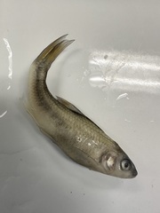 Luxilus chrysocephalus