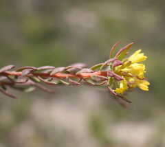 Gnidia galpinii