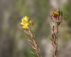 Gnidia galpinii