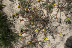Gnidia galpinii