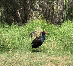 Porphyrio melanotus