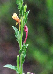 Oenothera mollissima