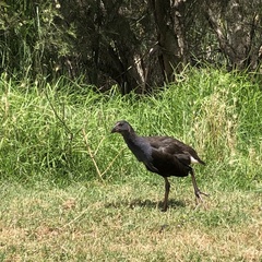 Porphyrio melanotus