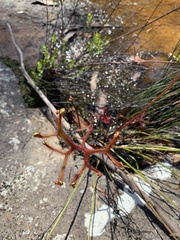 Drosera binata