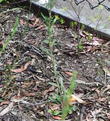 Oenothera mollissima