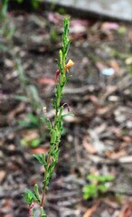 Oenothera mollissima