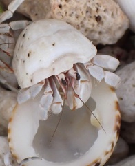 Coenobita