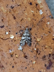 Hygraula nitens