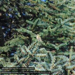 Selasphorus platycercus