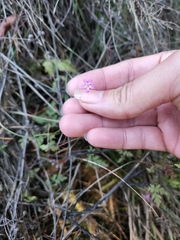 Erodium cicutarium