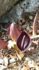 Arum pictum