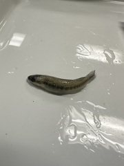 Fundulus olivaceus