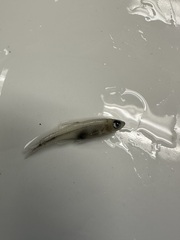 Lythrurus umbratilis