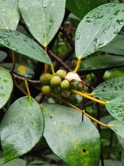 Ficus grossularioides