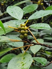 Ficus grossularioides