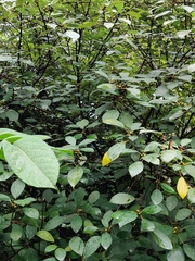 Ficus grossularioides