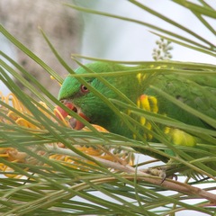 Trichoglossus chlorolepidotus