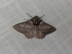 Hypobapta tachyhalotaria