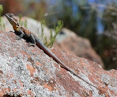 Ctenophorus vadnappa