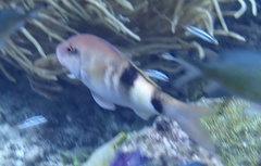 Parupeneus multifasciatus